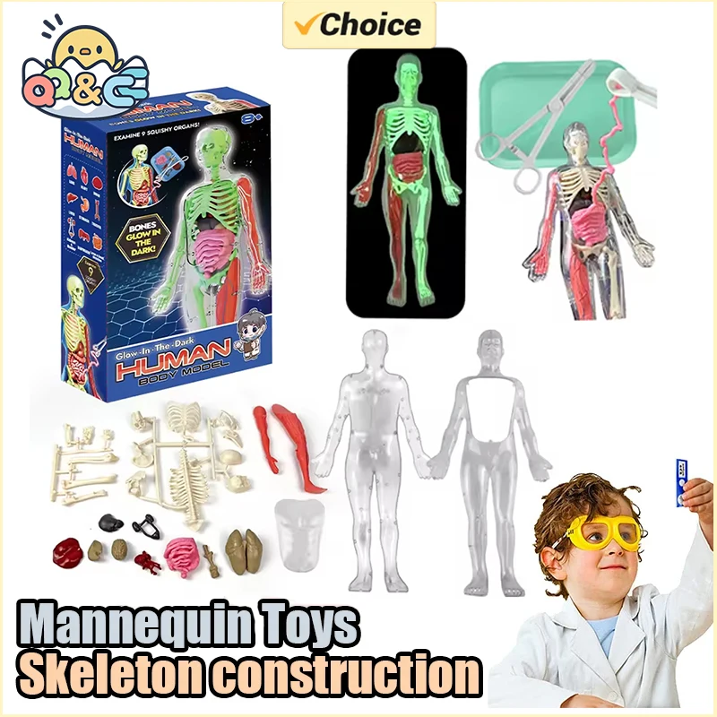Human Skeleton Organ Anatomy B - đánh giá và giá Kids Education Music